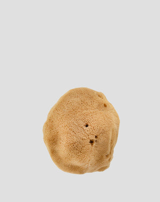 Spugna marina naturale marrone 9,5 cm 02F ipoallergenica e antibatterica Hhuumm_3 - 3