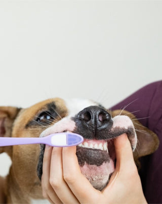 Il dentifricio per cani cocco-banana neutralizza l'odore e rimuove il tartaro Auna For Fauna 30 ml - 2