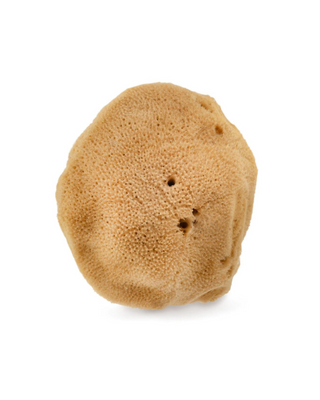 Spugna di mare marrone naturale 9,5 cm 02F ipoallergenica e antibatterica Hhuumm - 3